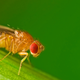 Image for article titled Geneticists Develop Fruit Flies That Can Count